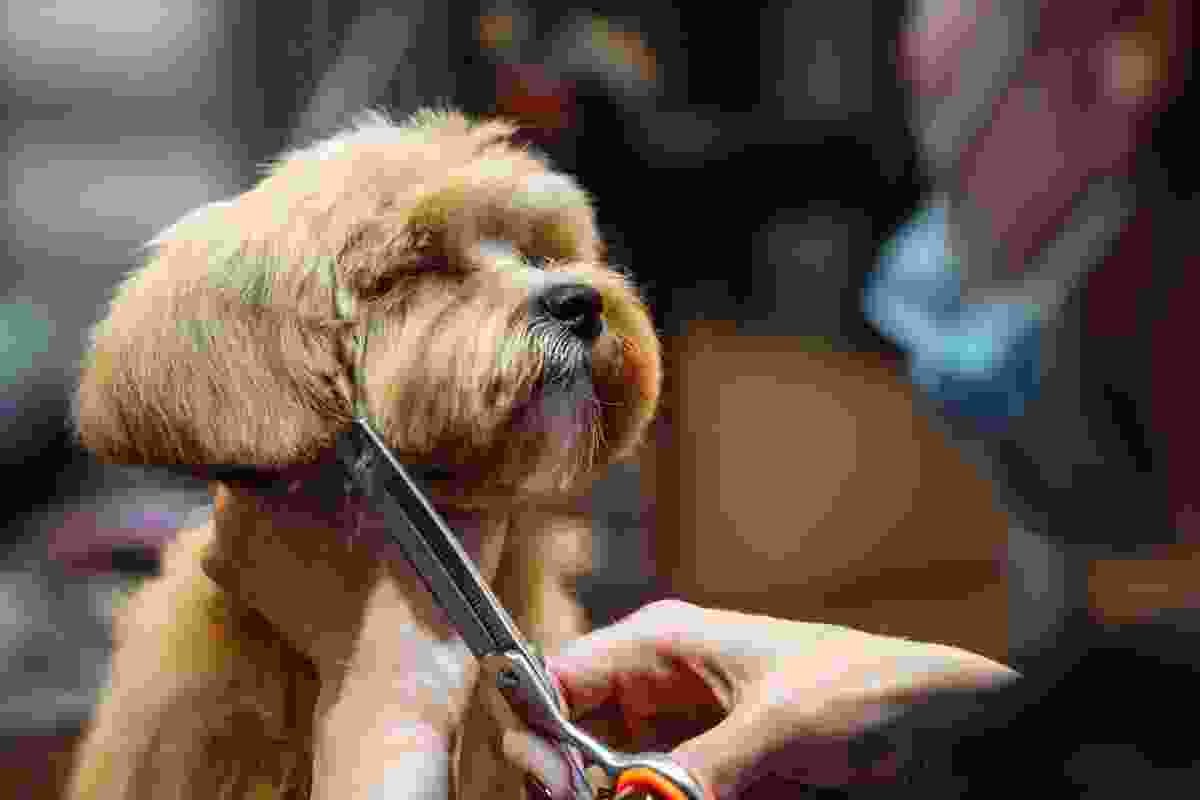 Pet-Grooming-img