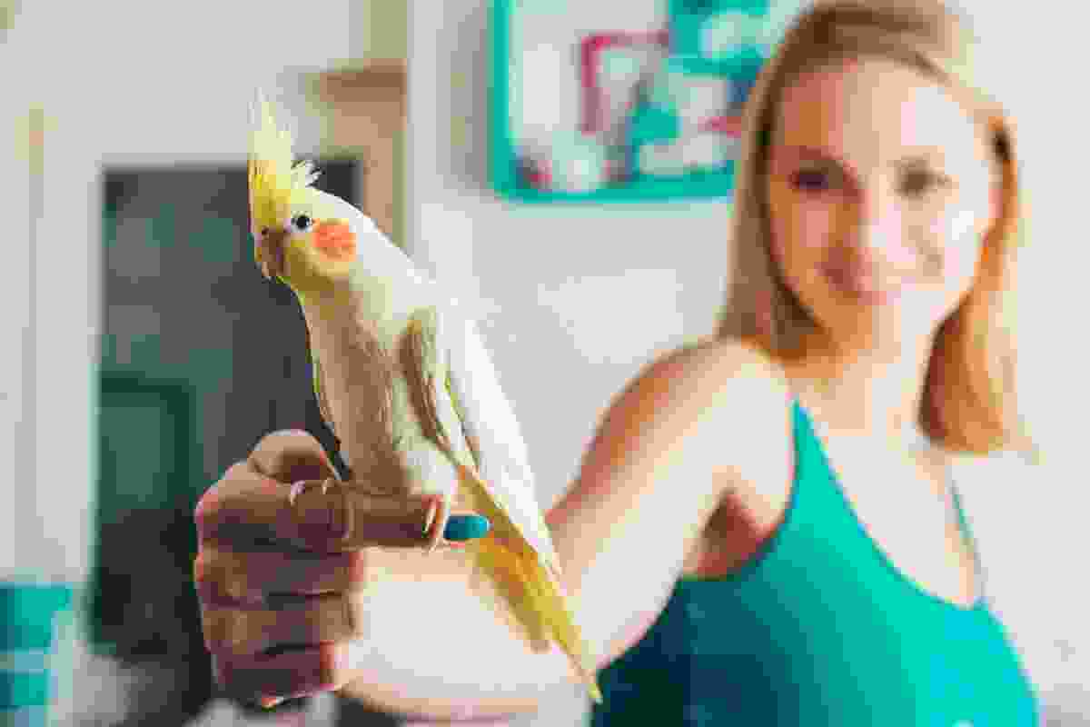 bird training